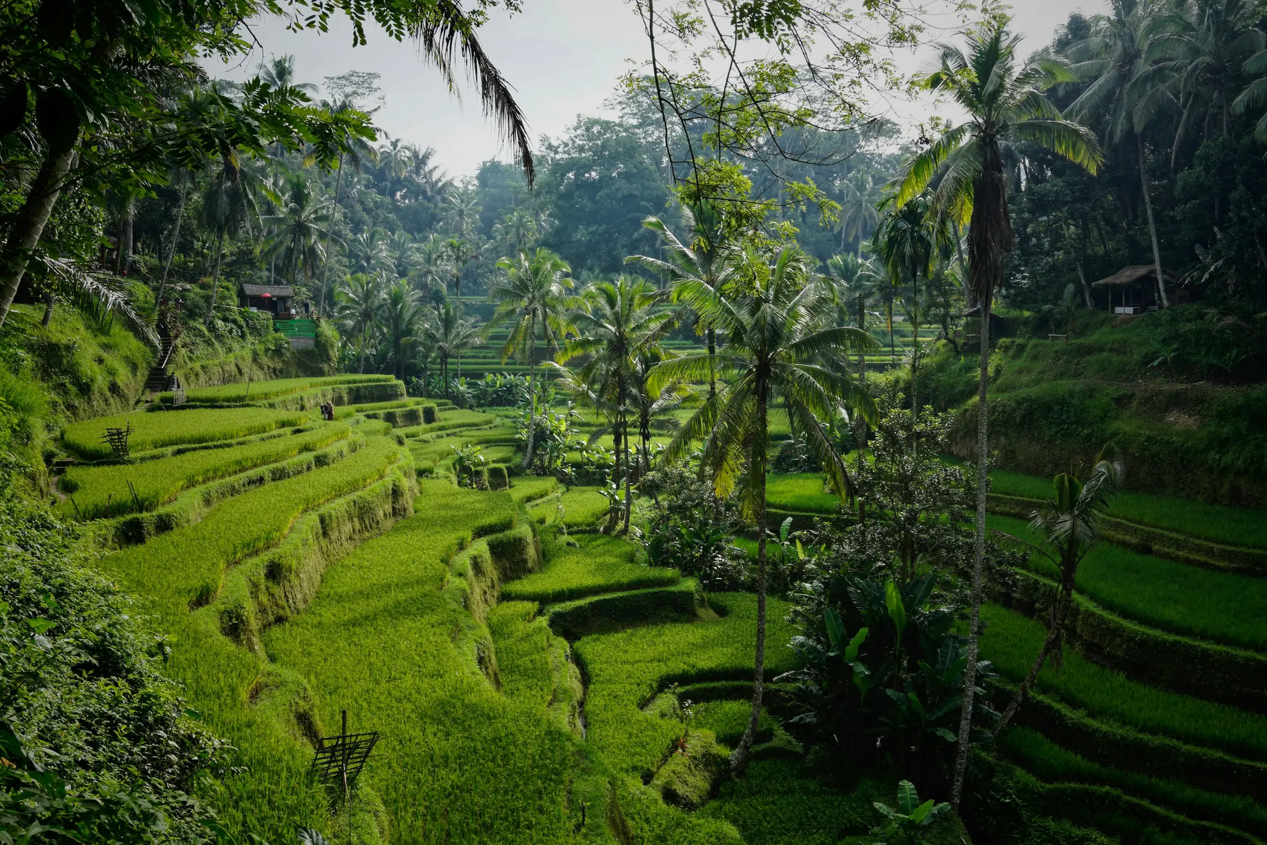 Lush green rice terraces with palm trees in Tegalalang, Bali